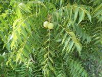 black walnut (<em>Juglans nigra</em>)