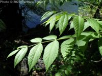 black walnut (<em>Juglans nigra</em>)