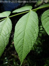 black walnut (<em>Juglans nigra</em>)