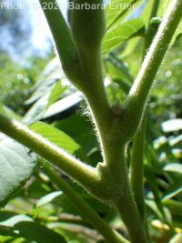 black walnut (<em>Juglans nigra</em>)