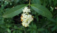 common of European privet (<em>Ligustrum vulgare</em>)