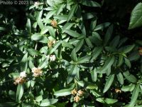 common of European privet (<em>Ligustrum vulgare</em>)