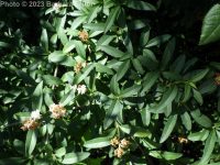 common of European privet (<em>Ligustrum vulgare</em>)