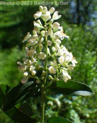 common of European privet (<em>Ligustrum vulgare</em>)