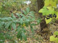 common of European privet (<em>Ligustrum vulgare</em>)