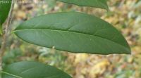 common of European privet (<em>Ligustrum vulgare</em>)