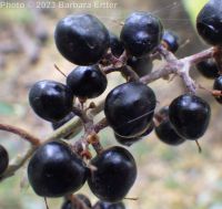 common of European privet (<em>Ligustrum vulgare</em>)