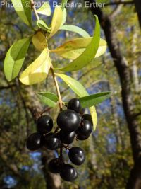 common of European privet (<em>Ligustrum vulgare</em>)