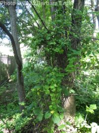 Japanese honeysuckle (<em>Lonicera japonica</em>)