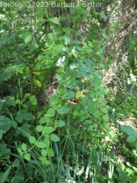 Japanese honeysuckle (<em>Lonicera japonica</em>)