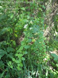 Japanese honeysuckle (<em>Lonicera japonica</em>)