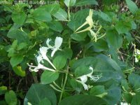 Japanese honeysuckle (<em>Lonicera japonica</em>)