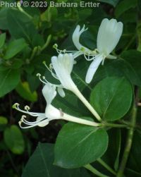 Japanese honeysuckle (<em>Lonicera japonica</em>)