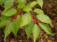 Amur honeysuckle (<em>Lonicera maackii</em>)