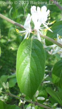 Amur honeysuckle (<em>Lonicera maackii</em>)