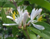 Amur honeysuckle (<em>Lonicera maackii</em>)