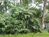 Amur honeysuckle (<em>Lonicera maackii</em>)