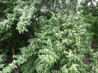 Amur honeysuckle (<em>Lonicera maackii</em>)