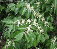 Amur honeysuckle (<em>Lonicera maackii</em>)