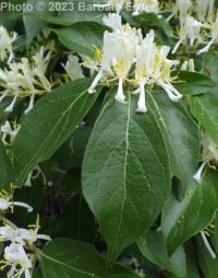 Amur honeysuckle (<em>Lonicera maackii</em>)