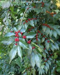Amur honeysuckle (<em>Lonicera maackii</em>)