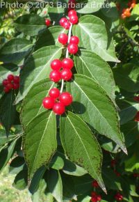 Amur honeysuckle (<em>Lonicera maackii</em>)