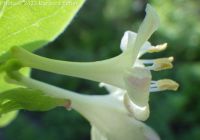 red twinberry, Utah honeysuckle (<em>Lonicera utahensis</em>)