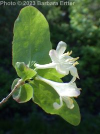 red twinberry, Utah honeysuckle (<em>Lonicera utahensis</em>)