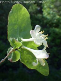 red twinberry, Utah honeysuckle (<em>Lonicera utahensis</em>)