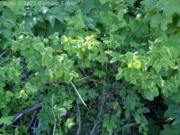 red twinberry, Utah honeysuckle (<em>Lonicera utahensis</em>)