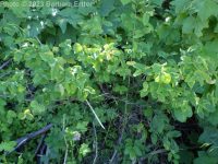 red twinberry, Utah honeysuckle (<em>Lonicera utahensis</em>)