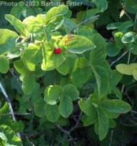 red twinberry, Utah honeysuckle (<em>Lonicera utahensis</em>)