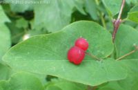 red twinberry, Utah honeysuckle (<em>Lonicera utahensis</em>)