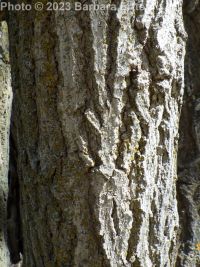 mulberry (<em>Morus alba</em>)