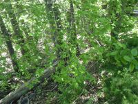 mulberry (<em>Morus alba</em>)