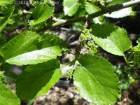 mulberry (<em>Morus alba</em>)