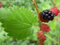 mulberry (<em>Morus alba</em>)