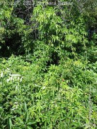 Virginia creeper (<em>Parthenocissus vitacea</em>)