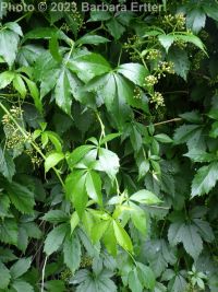 Virginia creeper (<em>Parthenocissus vitacea</em>)