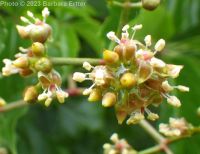 Virginia creeper (<em>Parthenocissus vitacea</em>)