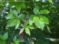 Virginia creeper (<em>Parthenocissus vitacea</em>)