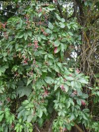 Virginia creeper (<em>Parthenocissus vitacea</em>)