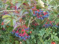Virginia creeper (<em>Parthenocissus vitacea</em>)