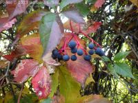 Virginia creeper (<em>Parthenocissus vitacea</em>)