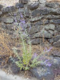 Russian sage (<em>Perovskia atriplicifolia</em>)