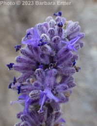 Russian sage (<em>Perovskia atriplicifolia</em>)