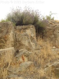 Russian sage (<em>Perovskia atriplicifolia</em>)