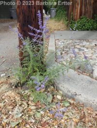 Russian sage (<em>Perovskia atriplicifolia</em>)