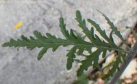 Russian sage (<em>Perovskia atriplicifolia</em>)