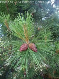 ponderosa pine (<em>Pinus ponderosa var. ponderosa</em>)